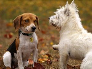 Mensch-Hund Beziehung - Mensch führt Hund @ Heidi's Zauberpark